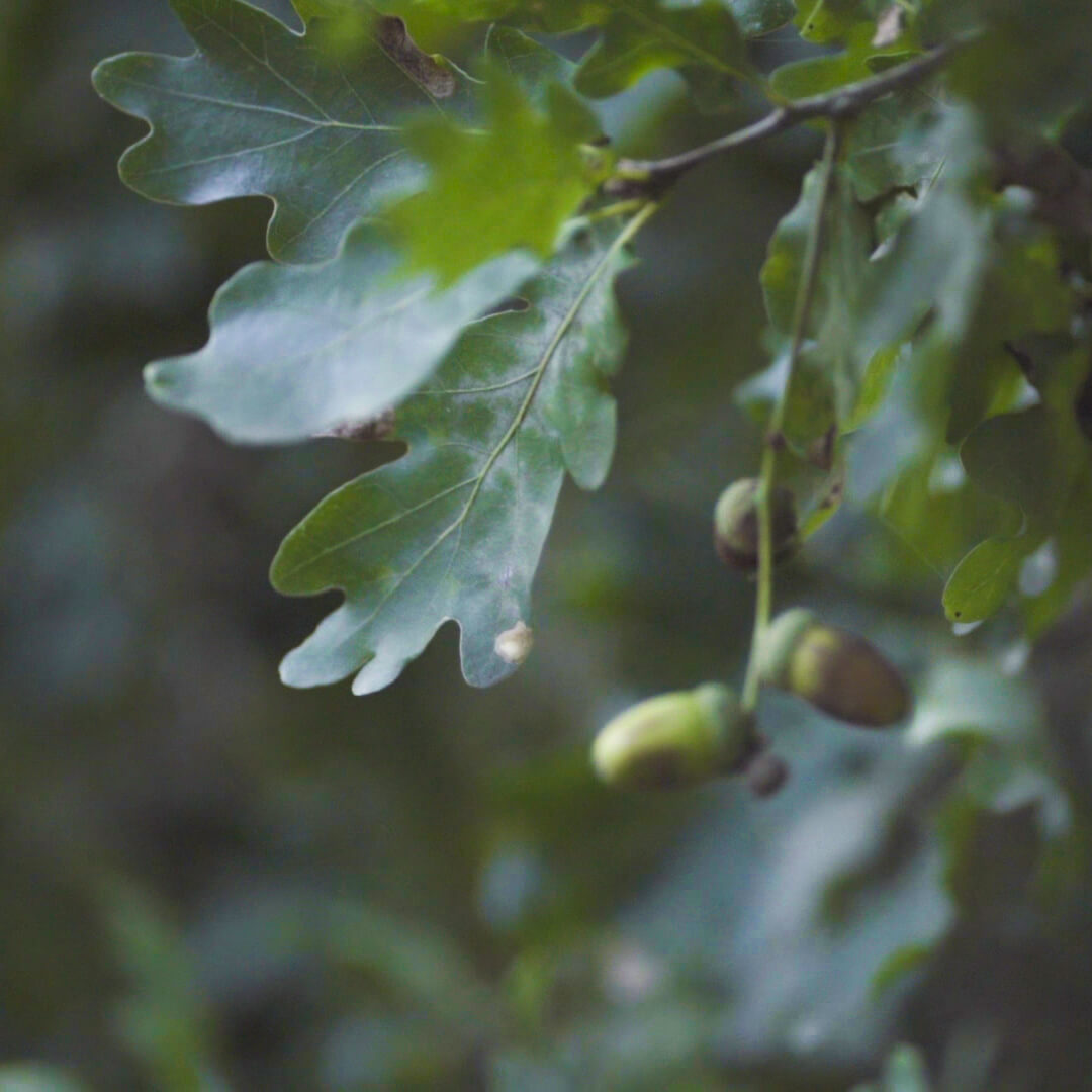 White oak. Connecticut, USA