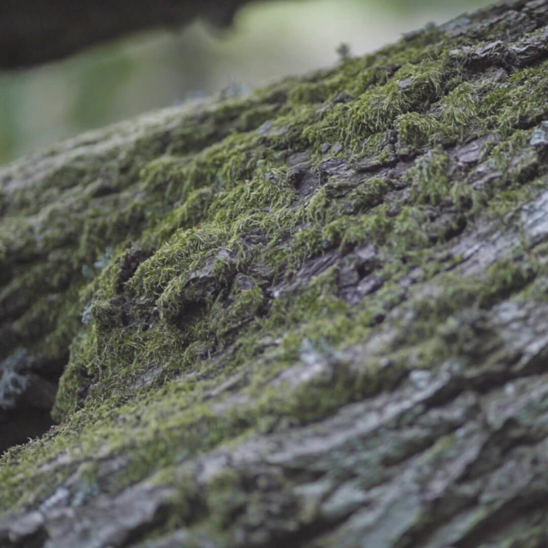 White oak. Connecticut, USA