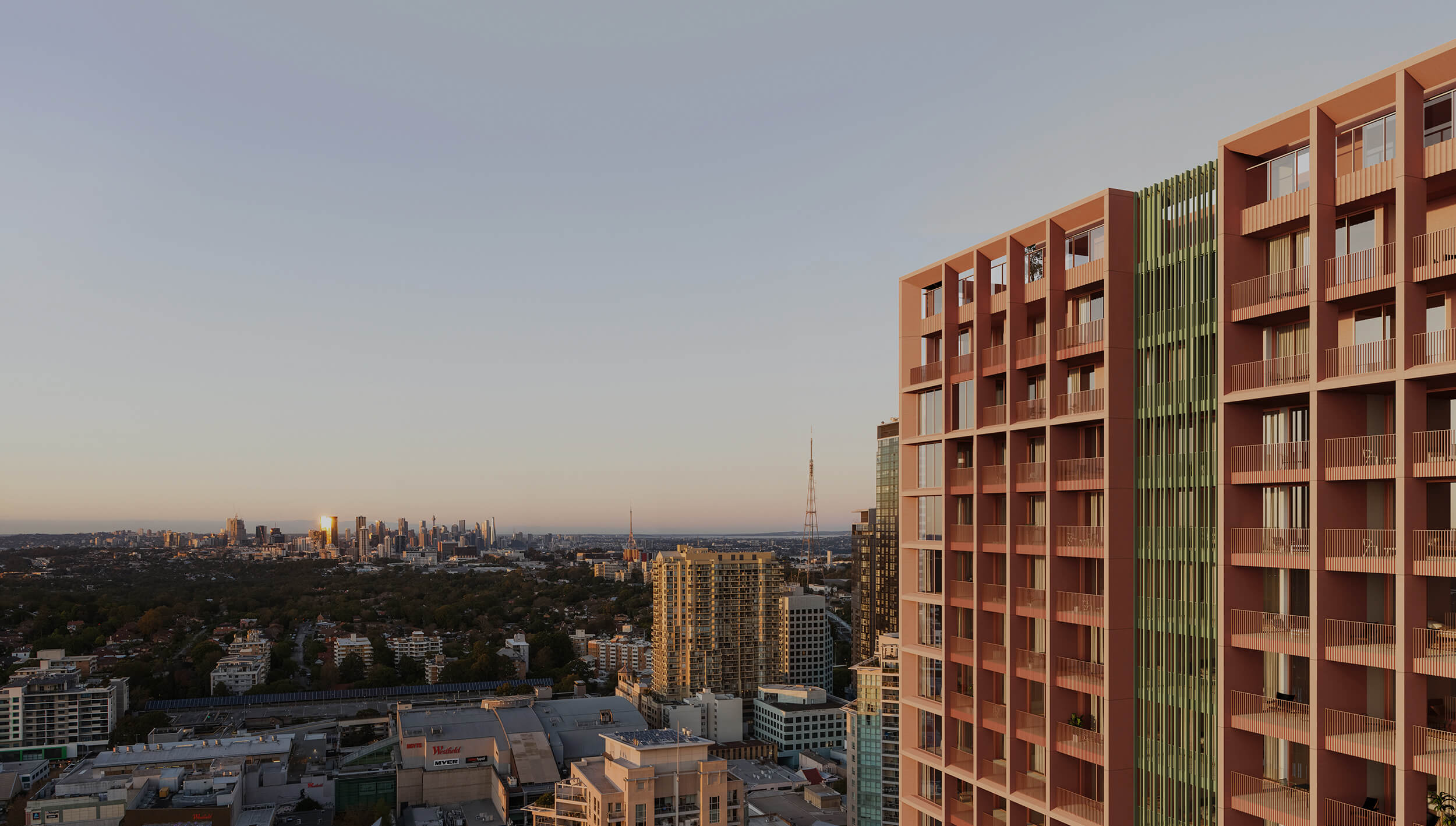 The Angophora